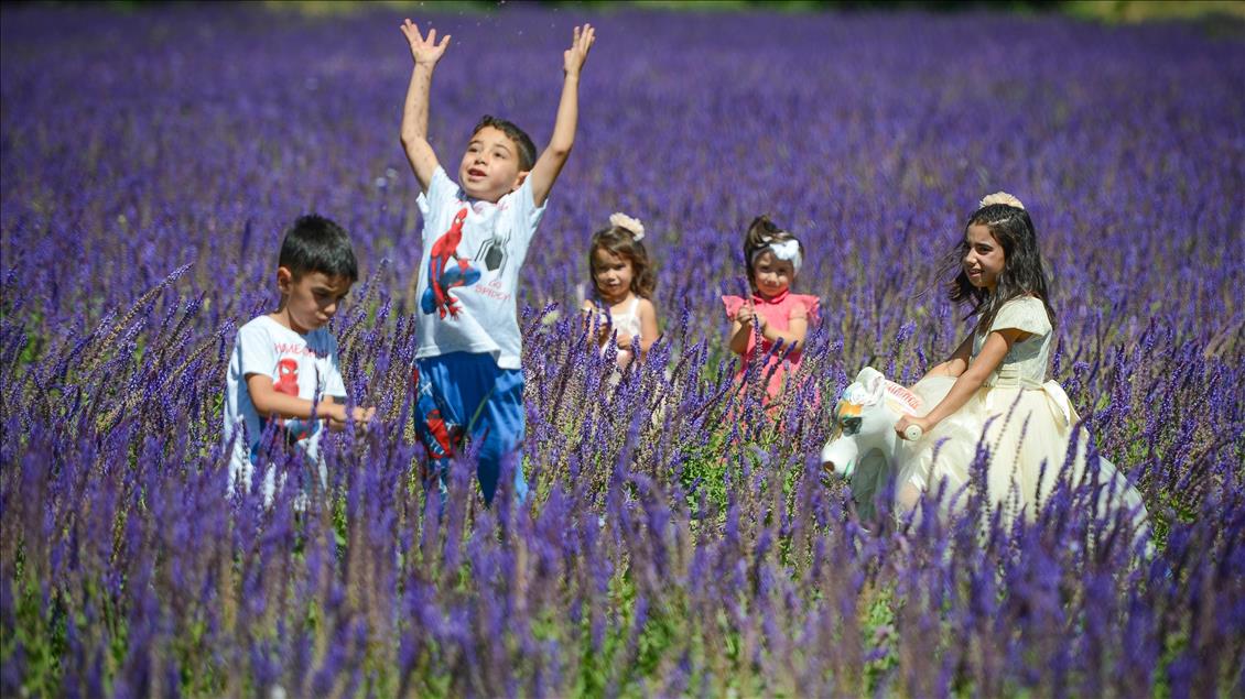 Van'daki mor bahçe lavanta tarlalarını aratmıyor