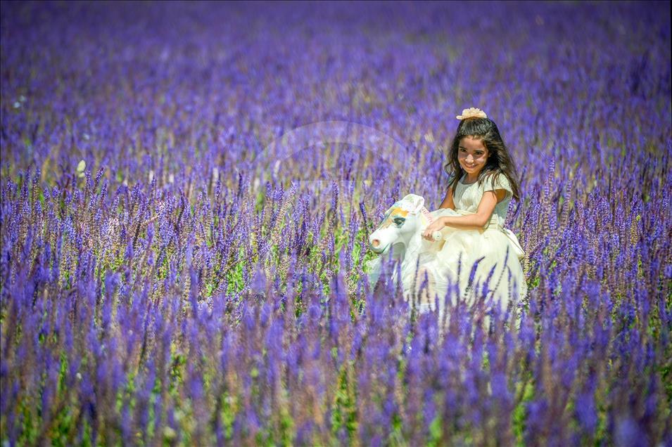 Van'daki mor bahçe lavanta tarlalarını aratmıyor