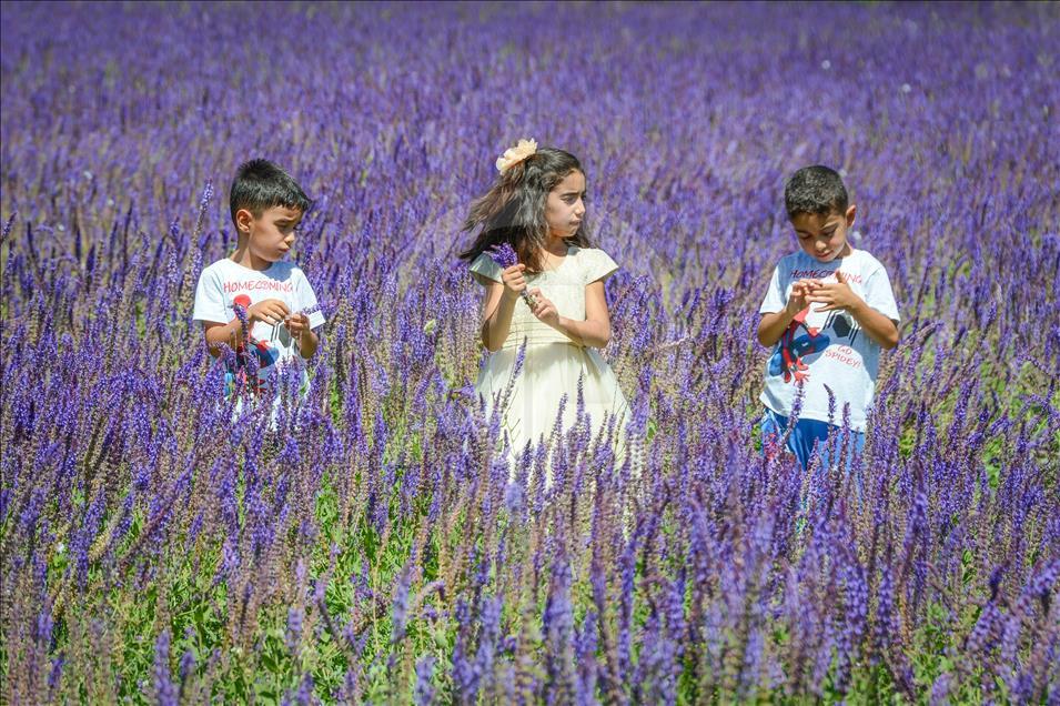 Van'daki mor bahçe lavanta tarlalarını aratmıyor