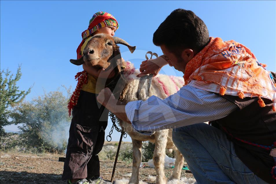Turquie : La course des moutons par-delà le fleuve
