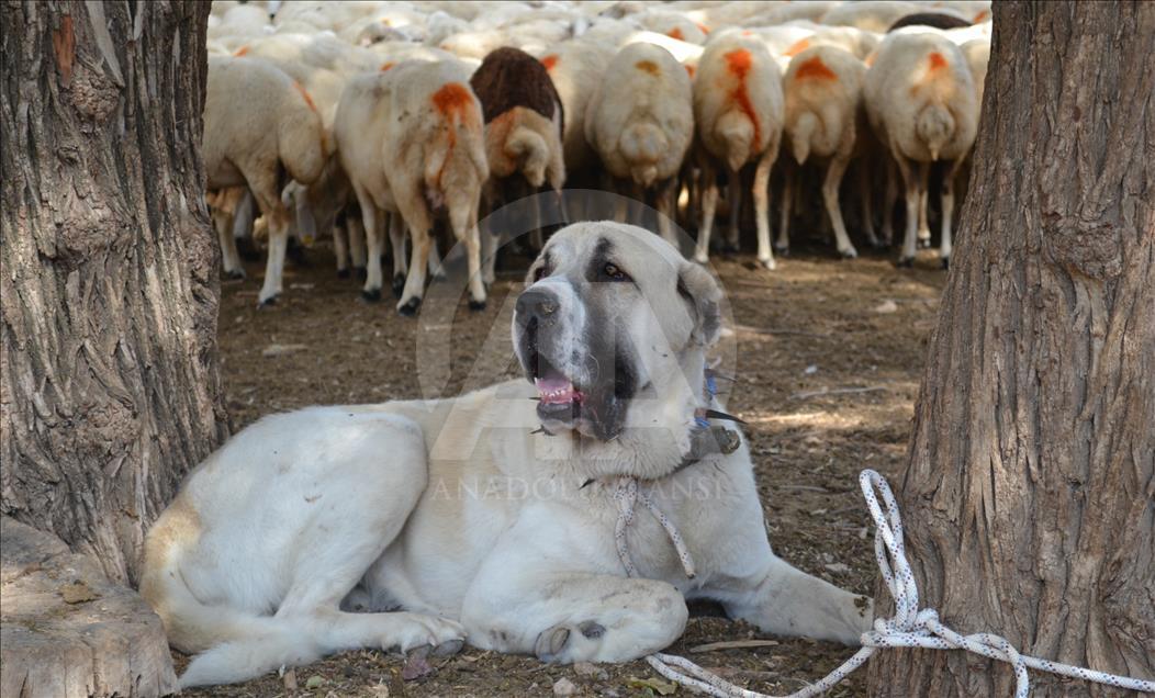 Çobanların can yoldaşı "Aksaray malaklısı"