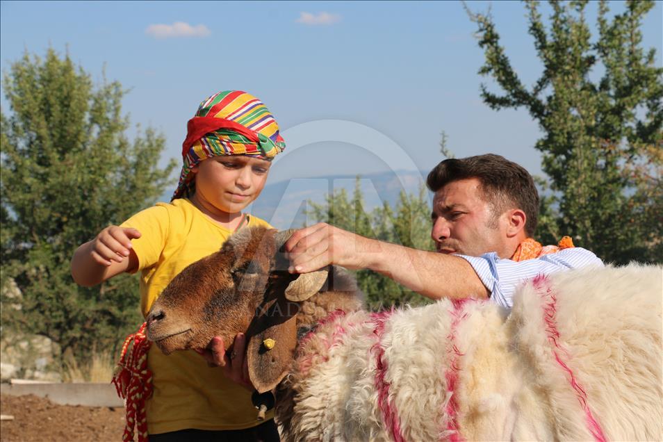Turquie : La course des moutons par-delà le fleuve
