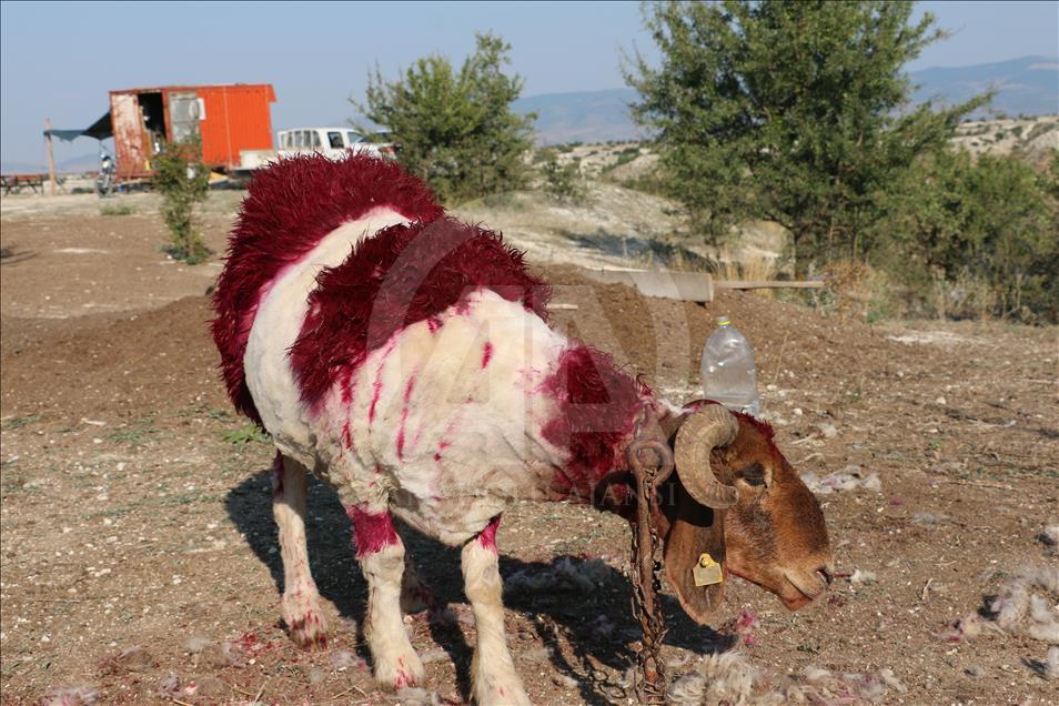 Turquie : La course des moutons par-delà le fleuve
