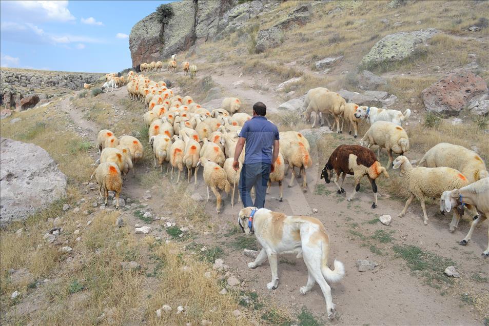 Çobanların can yoldaşı "Aksaray malaklısı"