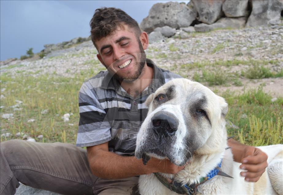 Çobanların can yoldaşı "Aksaray malaklısı"