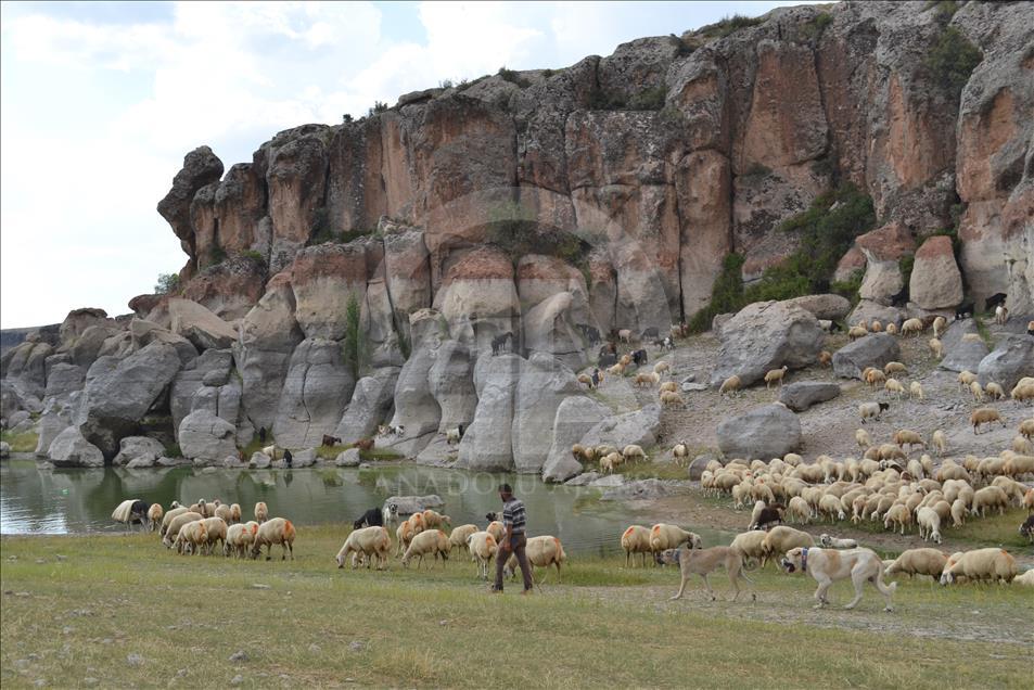 Çobanların can yoldaşı "Aksaray malaklısı"