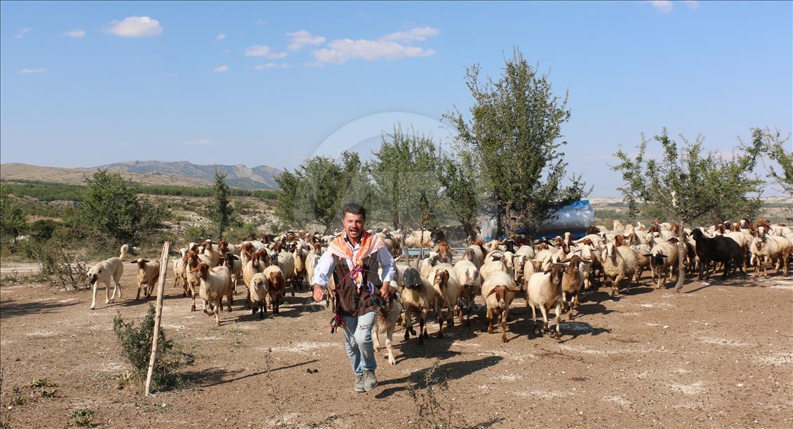 Turquie : La course des moutons par-delà le fleuve