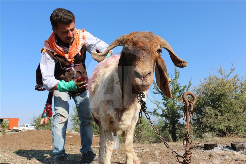 Turquie : La course des moutons par-delà le fleuve
