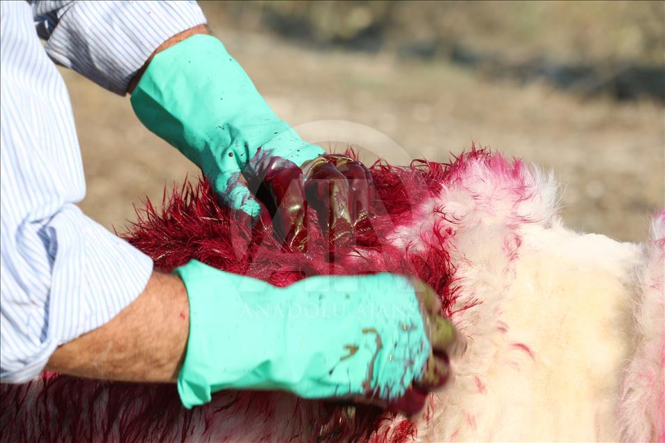 Turquie : La course des moutons par-delà le fleuve