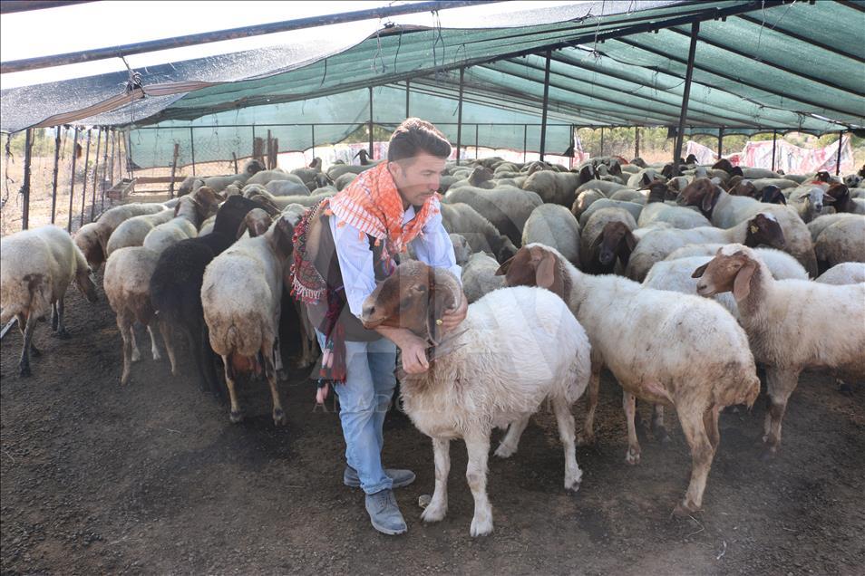 Turquie : La course des moutons par-delà le fleuve