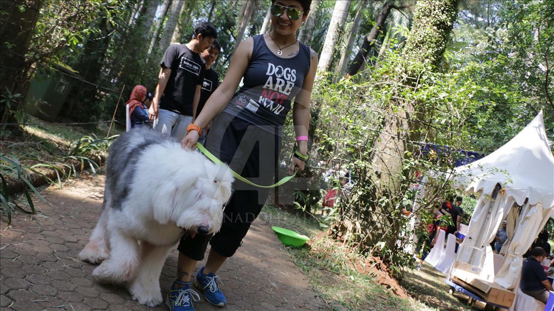 Paw Day: Hari anjing bersosialisasi