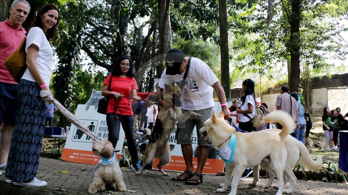 Paw Day: Hari anjing bersosialisasi