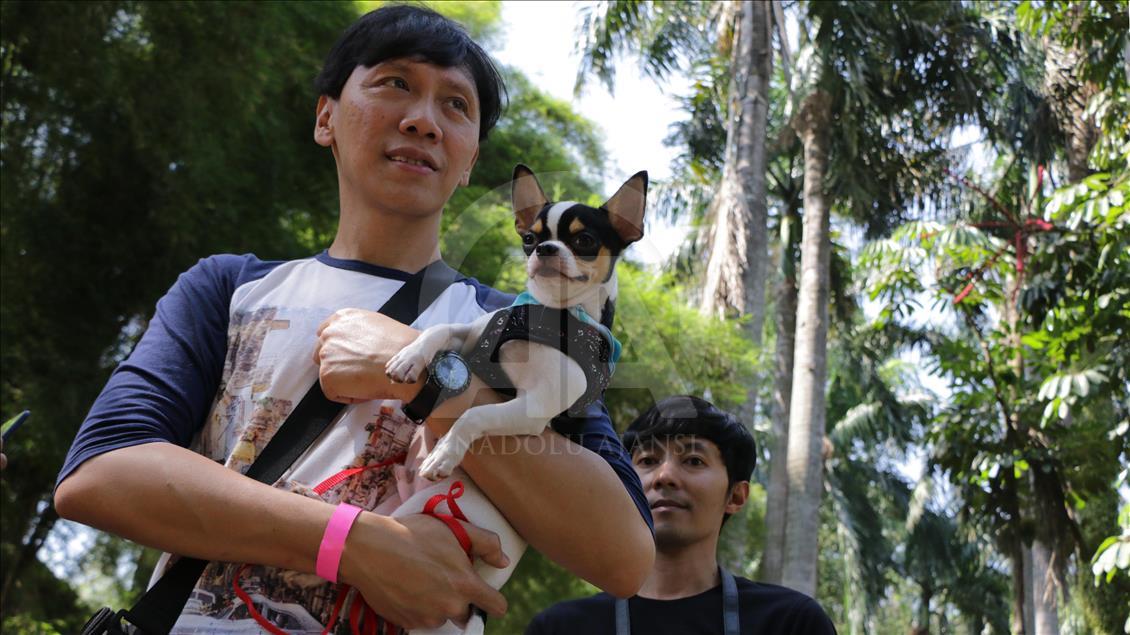 Paw Day: Hari anjing bersosialisasi