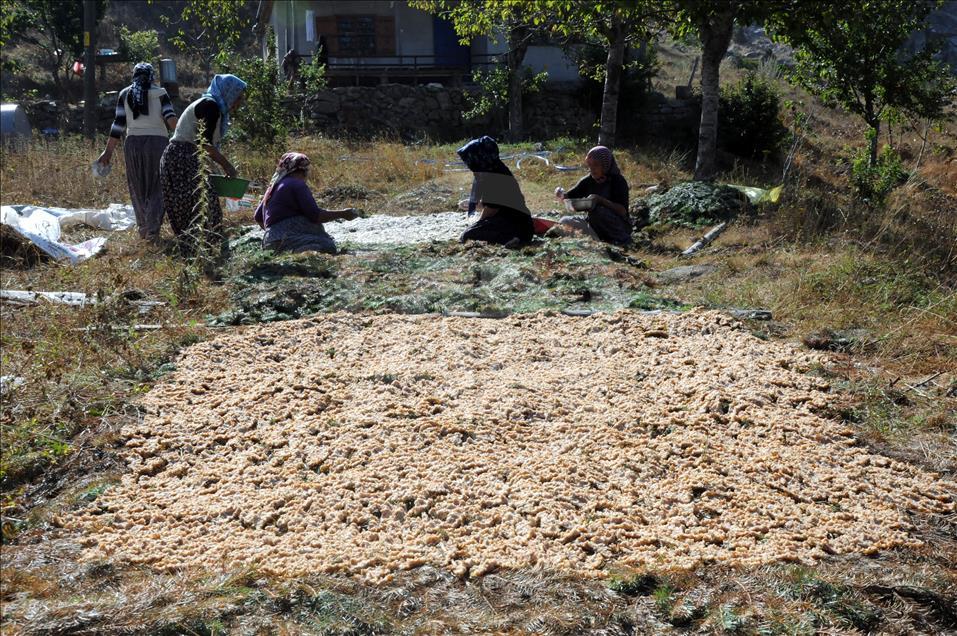 Çukurovalı kadınların tarhana mesaisi başladı