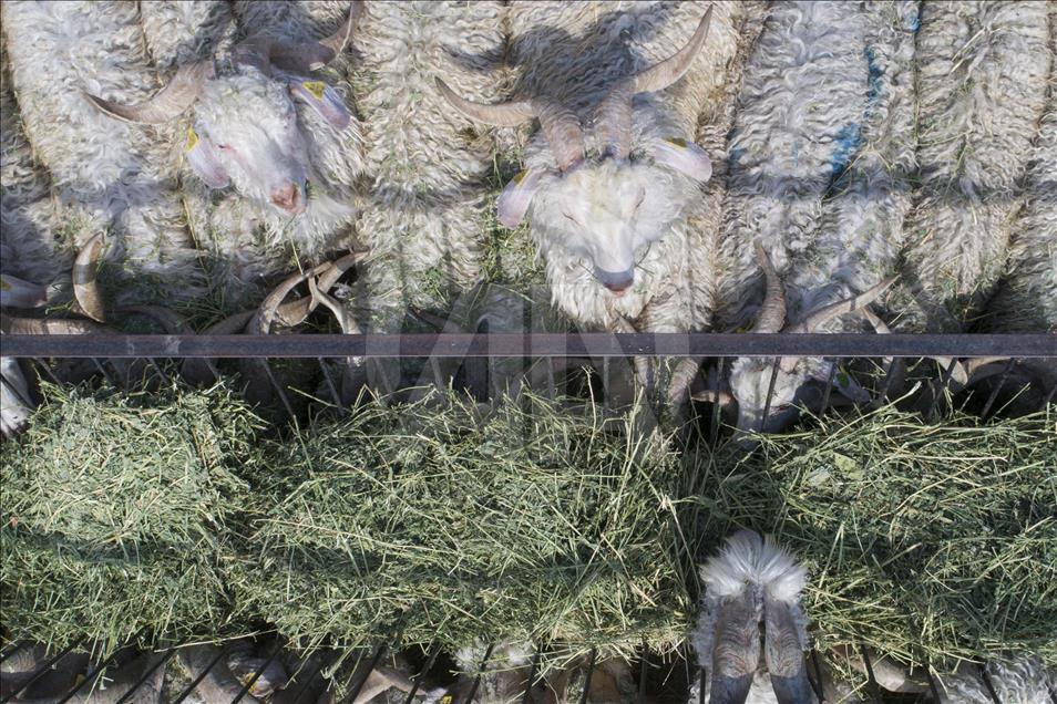 Başkentte kurban pazarlarında hareketlilik