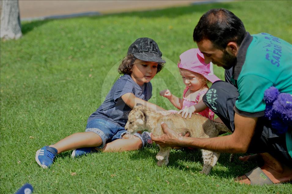 Aslan "Cesur"a bebek bakımı