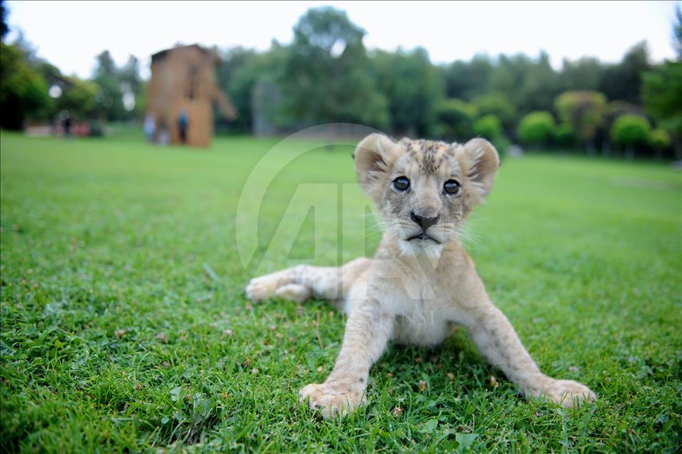 Aslan "Cesur"a bebek bakımı