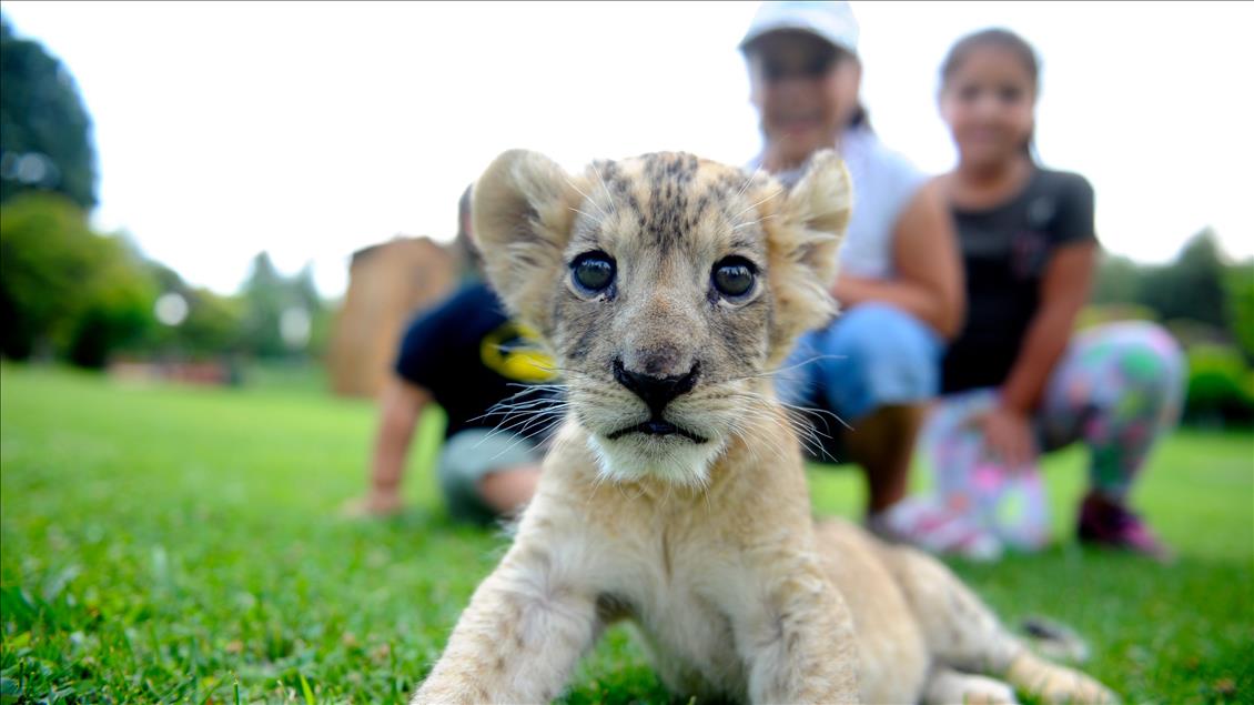 Aslan "Cesur"a bebek bakımı
