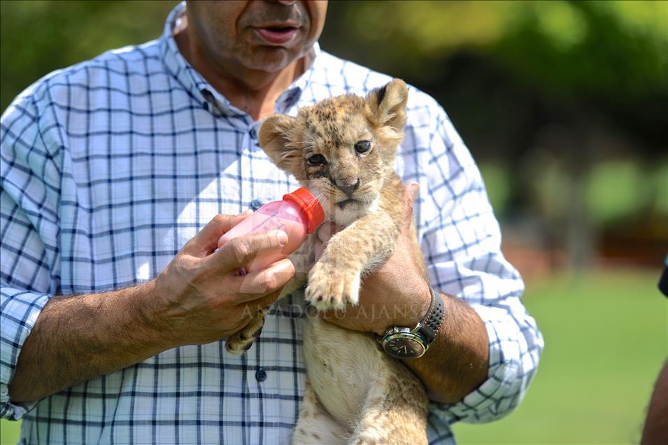 Aslan "Cesur"a bebek bakımı