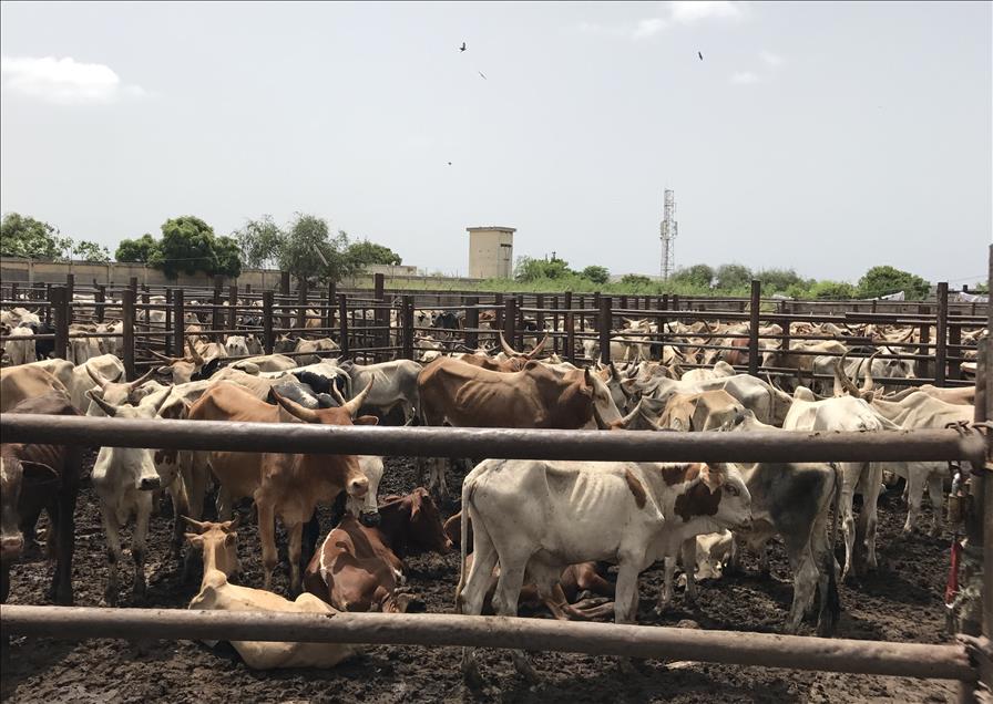 TDV'den Senegal'de 75 bin aileye kurban eti