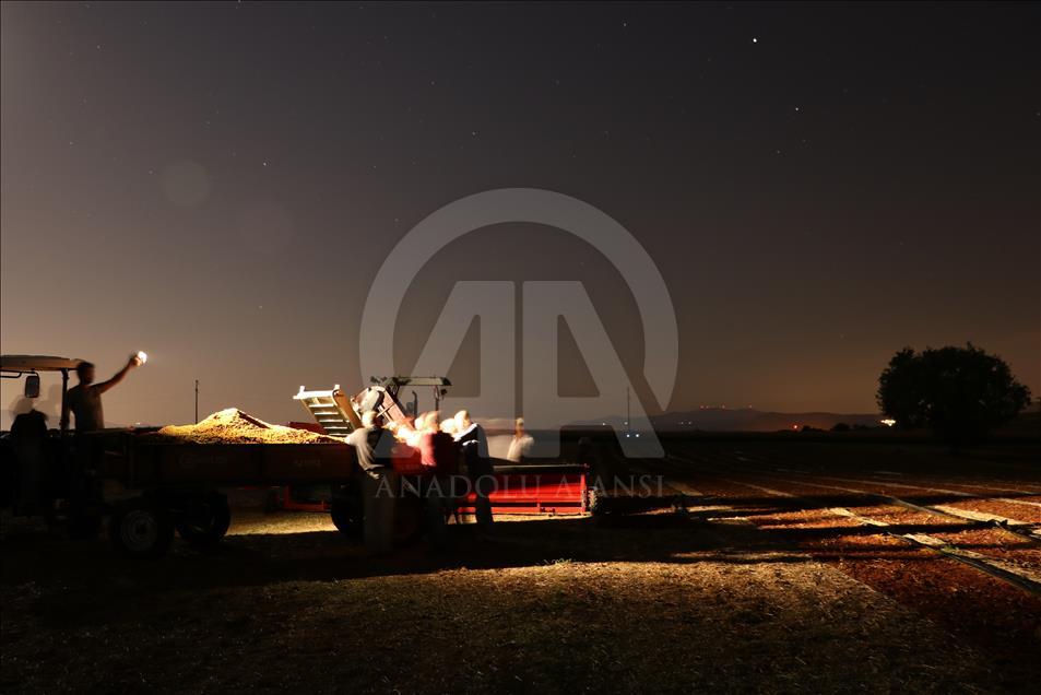 Manisa Ovası'nda üzüm kurutma zamanı
