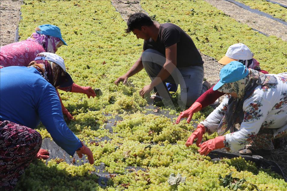 Manisa Ovası'nda üzüm kurutma zamanı