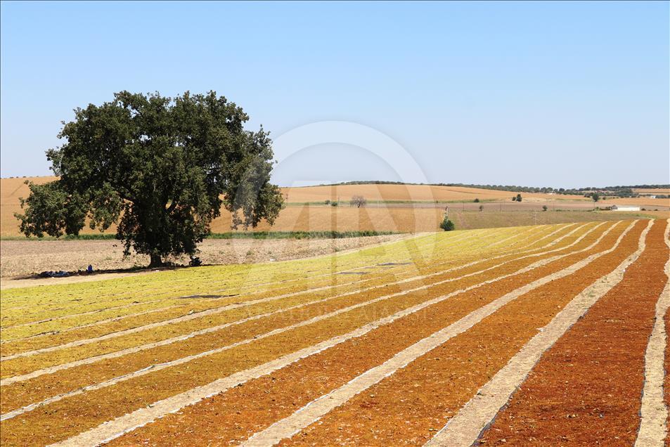 Manisa Ovasında üzüm kurutma zamanı