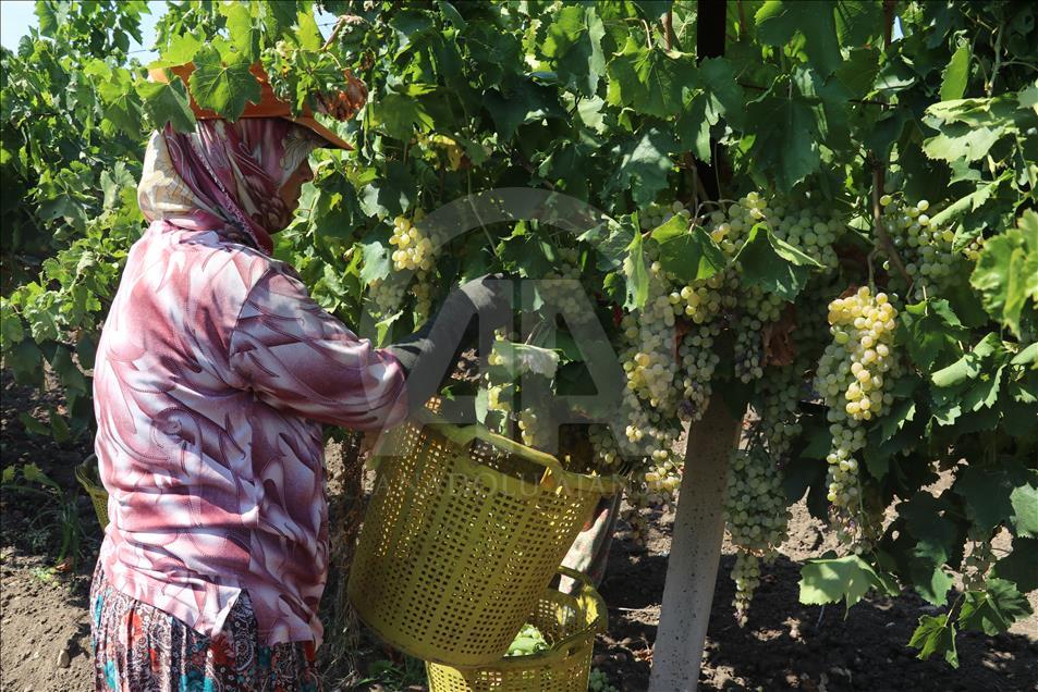 Manisa Ovası'nda üzüm kurutma zamanı