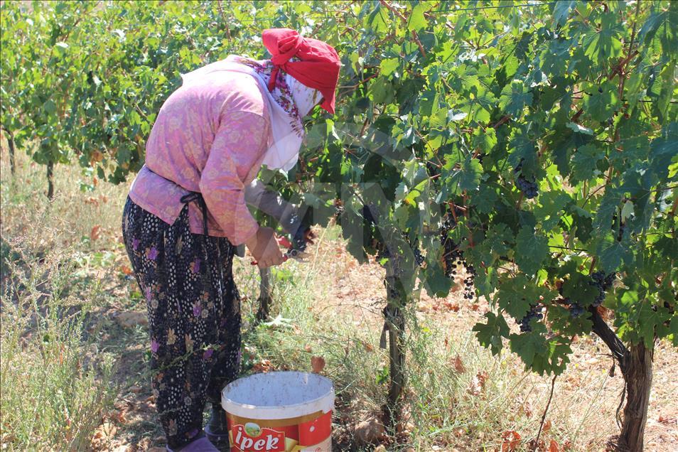 Edirne'de üzüm hasadı başladı