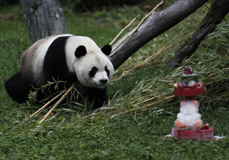 Female panda "Chulina" celebrates the first birthday in Madrid