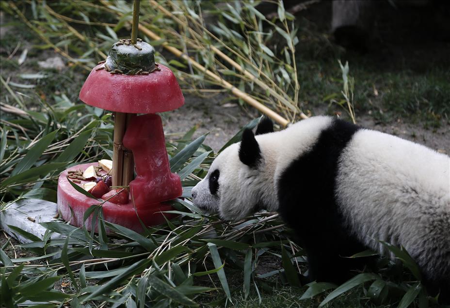 Female panda "Chulina" celebrates the first birthday in Madrid