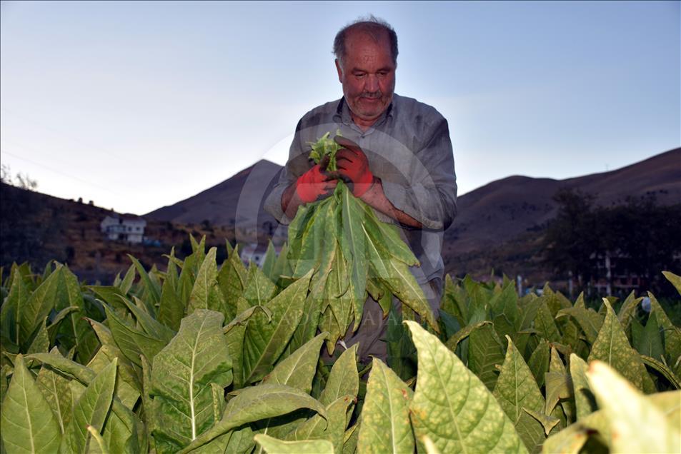 Adıyaman çiftçisinin tütün telaşı