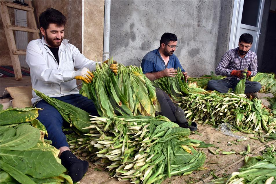 Adıyaman çiftçisinin tütün telaşı