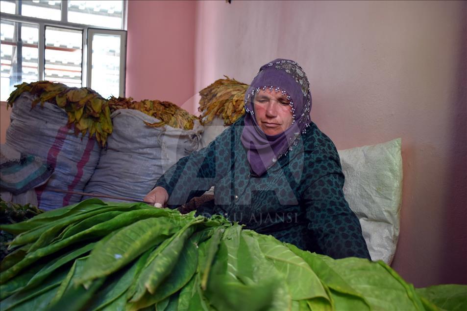 Adıyaman çiftçisinin tütün telaşı