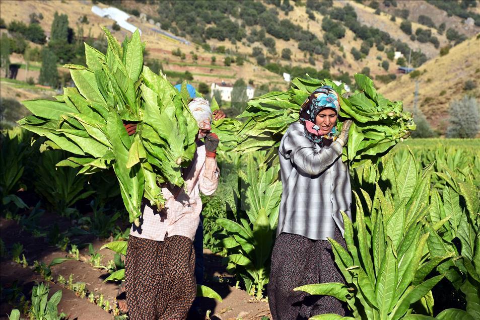Adıyaman çiftçisinin tütün telaşı