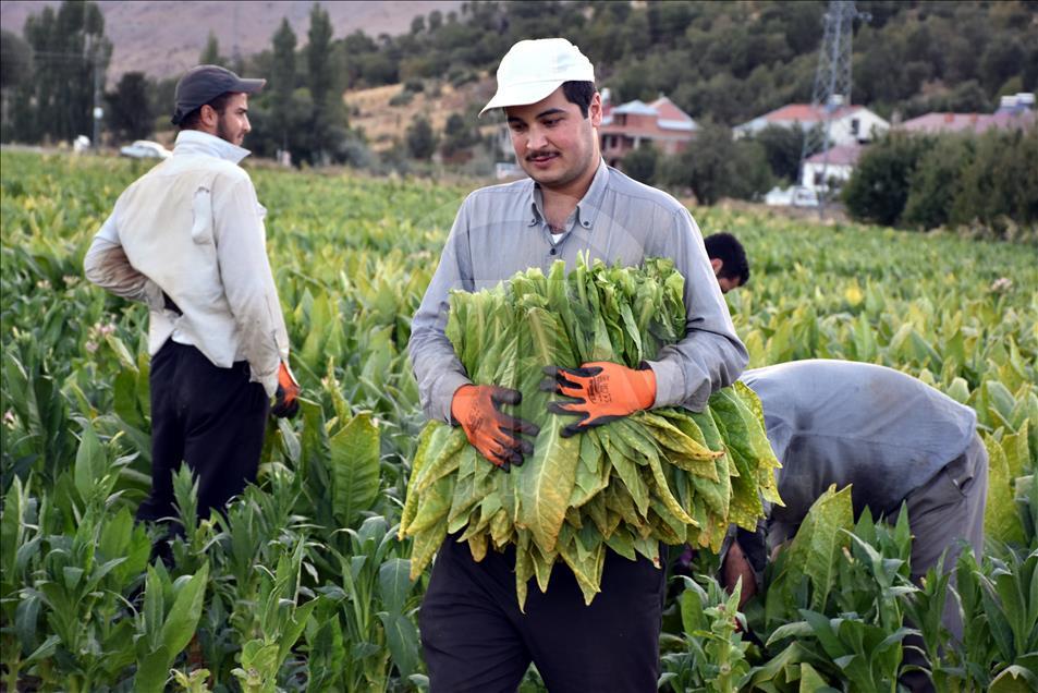 Adıyaman çiftçisinin tütün telaşı