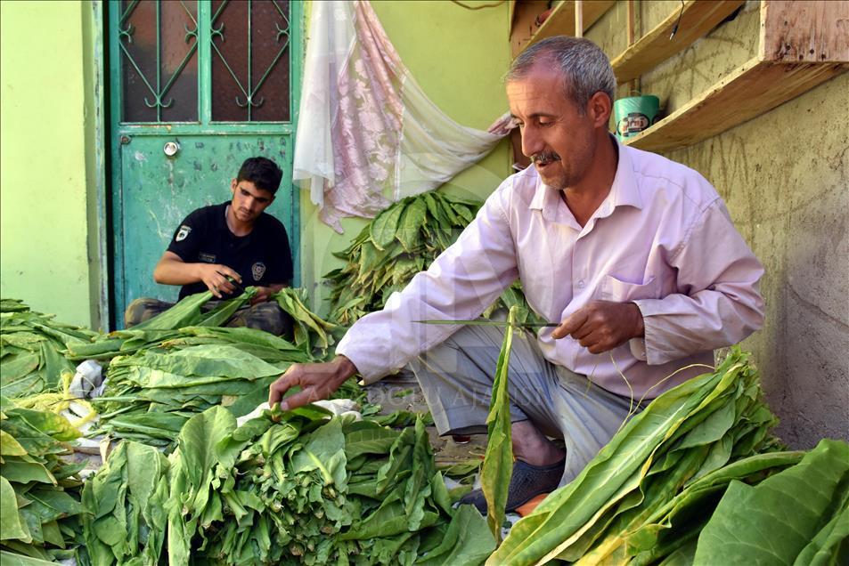 Adıyaman çiftçisinin tütün telaşı