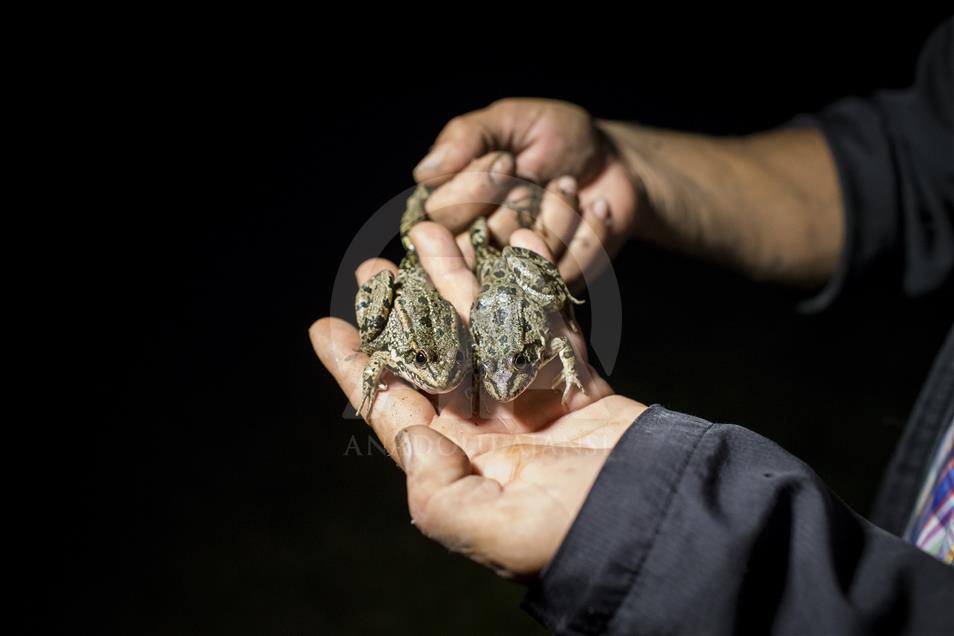 Frog Hunter Savas' struggle for life in Edirne