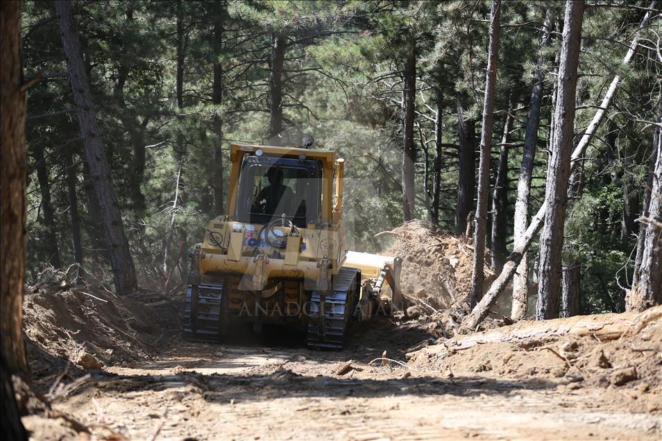 Sakarya'daki orman yangını
