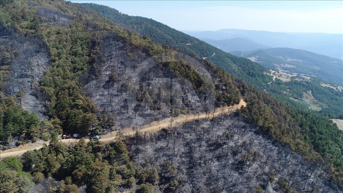 Sakarya'daki orman yangını