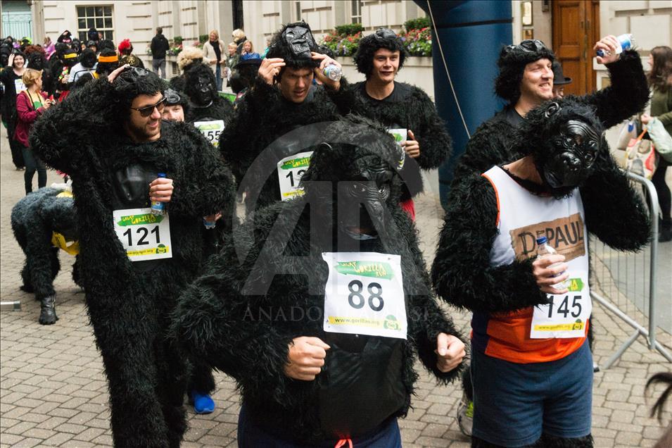 London, United KIngdom - September 16: 'The Great Gorilla Run’ in London