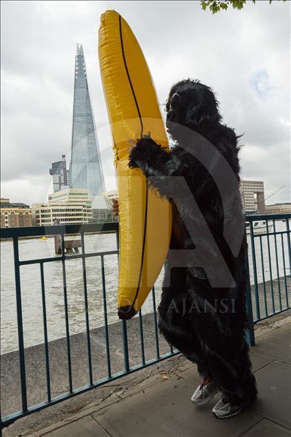 London, United KIngdom - September 16: 'The Great Gorilla Run’ in London