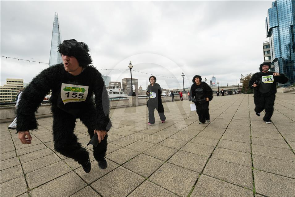 London, United KIngdom - September 16: 'The Great Gorilla Run’ in London