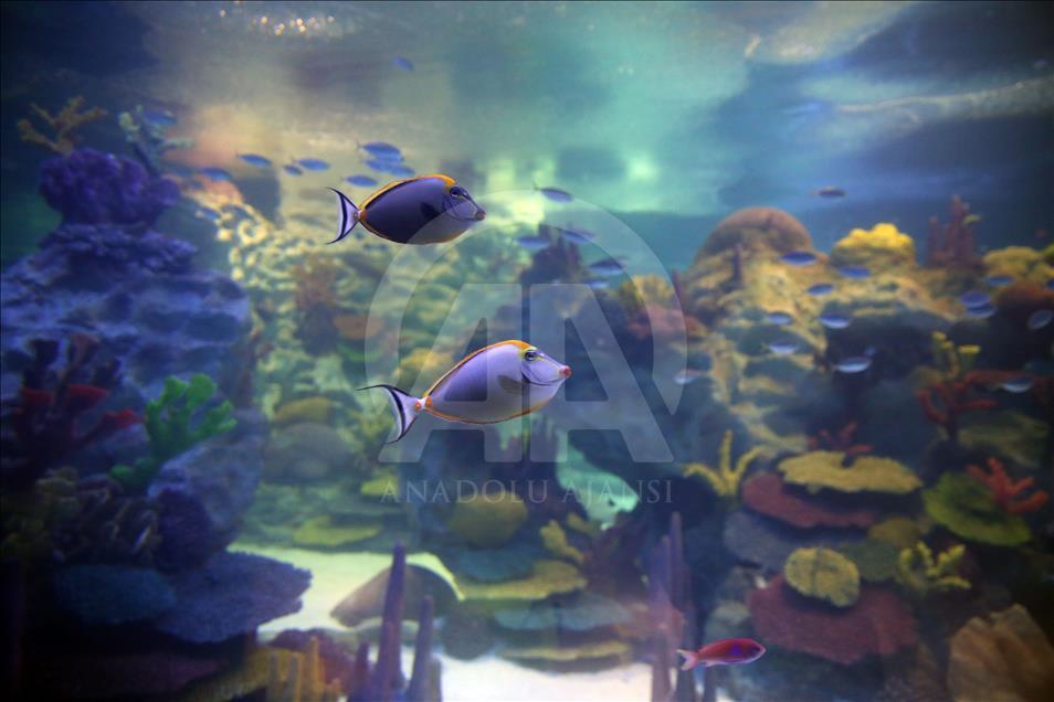 Un Aquarium à Istanbul renferme 20 mille animaux marins