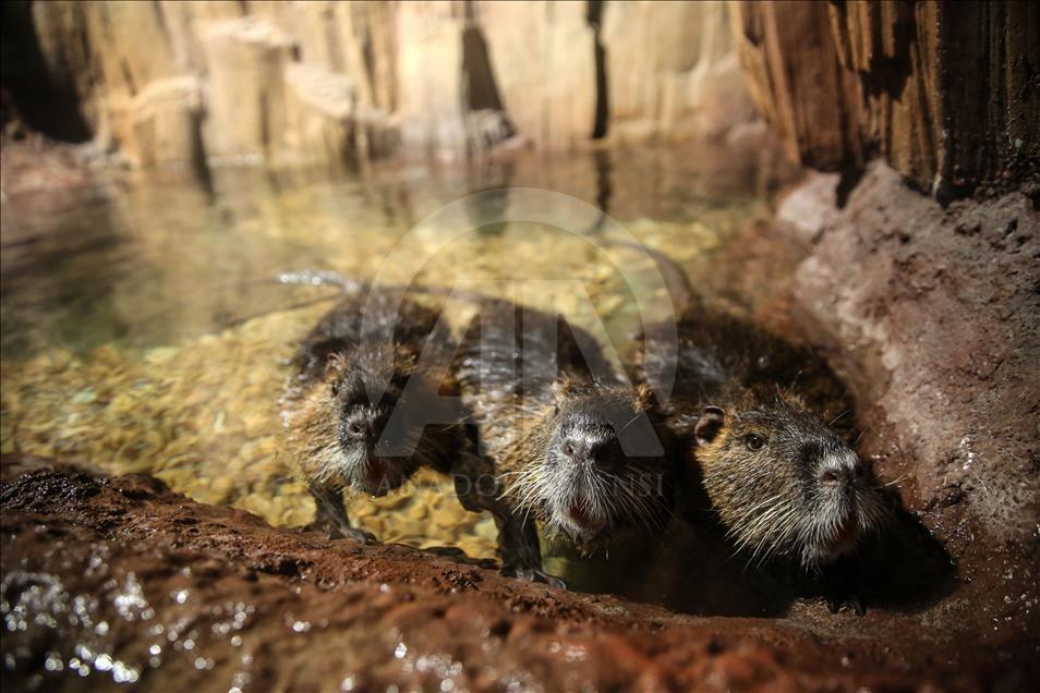 Un Aquarium à Istanbul renferme 20 mille animaux marins