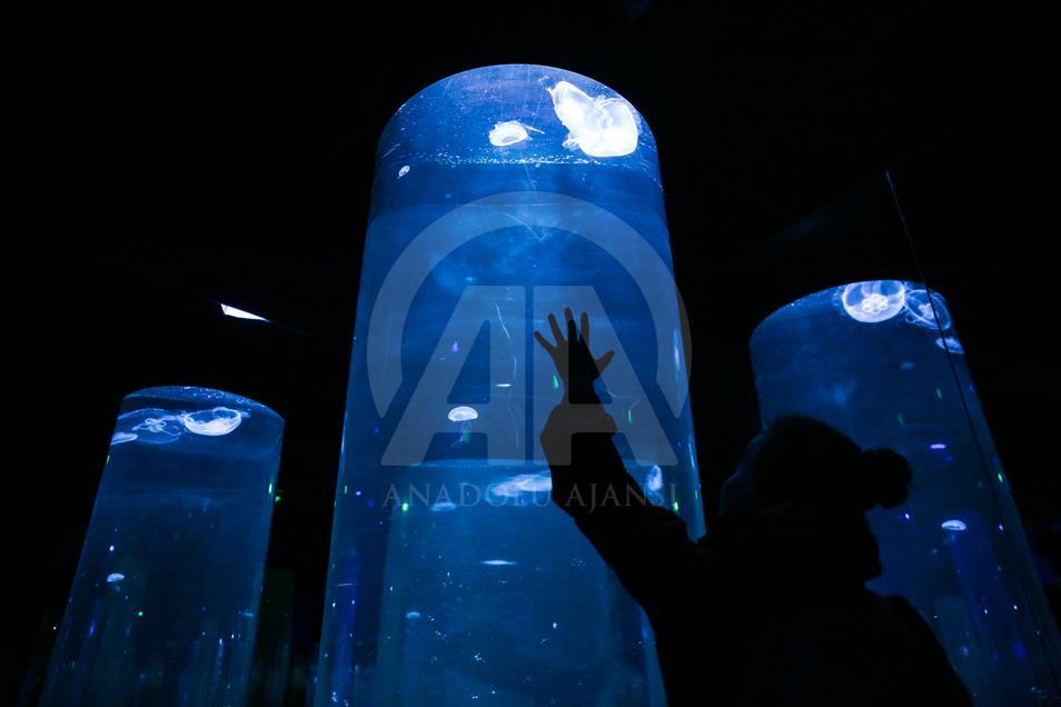 Un Aquarium à Istanbul renferme 20 mille animaux marins
