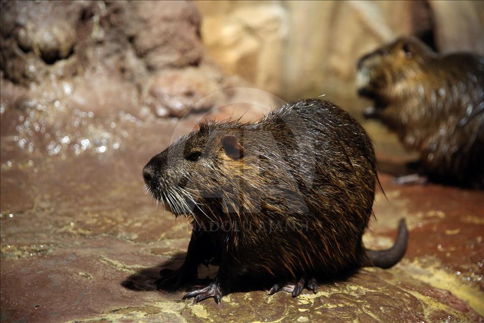 Un Aquarium à Istanbul renferme 20 mille animaux marins
