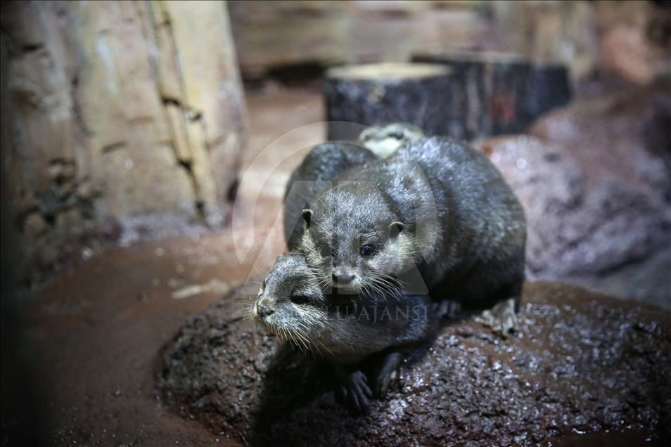 Un Aquarium à Istanbul renferme 20 mille animaux marins
