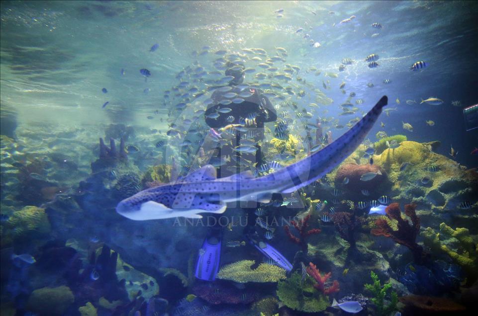 Un Aquarium à Istanbul renferme 20 mille animaux marins