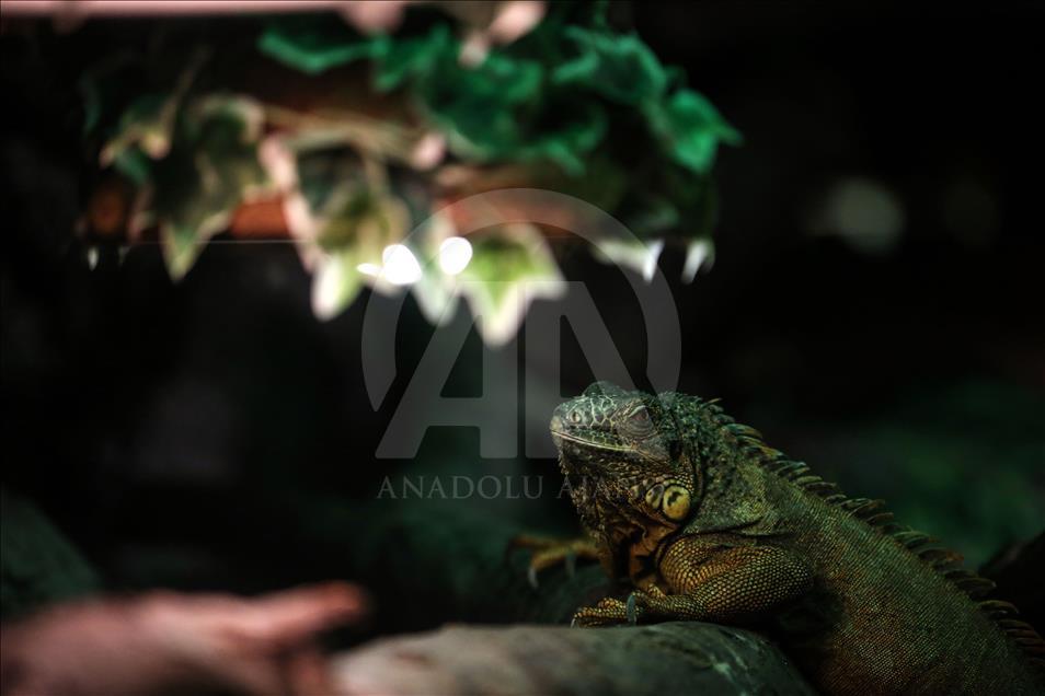 Un Aquarium à Istanbul renferme 20 mille animaux marins